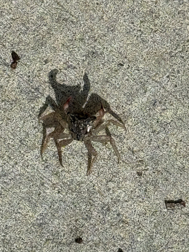 Mangrove Tree Crab