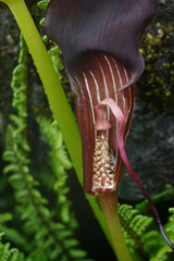 Arisaema elephas