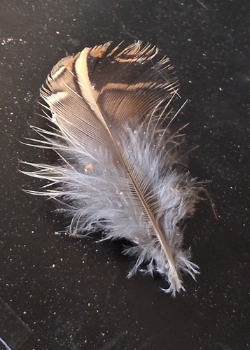 Plume de Caille des blés