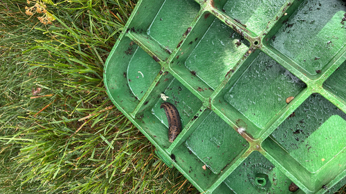 Leopard Slug