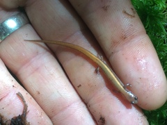 Eurycea hillisi