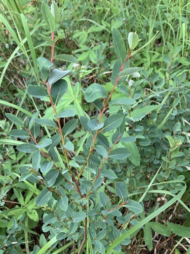 Salix myrtilloides, photograph 4