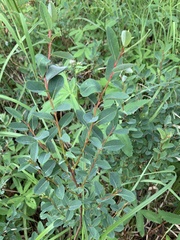 Salix myrtilloides, photograph (c) Valerii Glazunov, some rights reserved (CC BY)