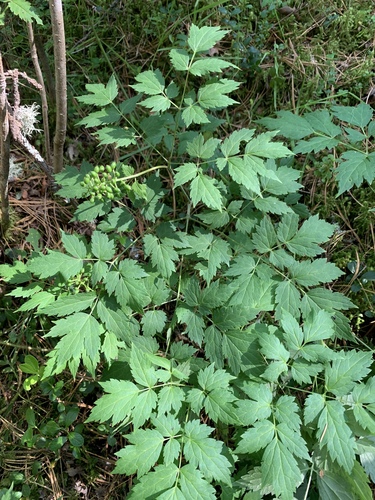 Actaea erythrocarpa, photograph 4