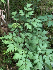 (c) Valerii Glazunov, some rights reserved (CC BY) Actaea erythrocarpa, photograph (c) Valerii Glazunov, some rights reserved (CC BY)