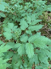 (c) Valerii Glazunov, some rights reserved (CC BY) Actaea erythrocarpa, photograph (c) Valerii Glazunov, some rights reserved (CC BY)