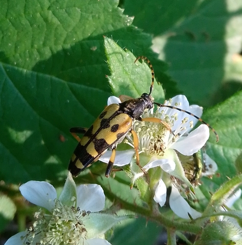 Spotted Longhorn Beetle