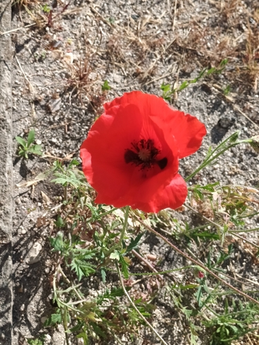 common poppy