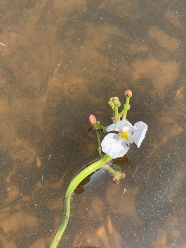 Sagittaria natans, photograph 3