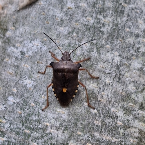 Forest Bug