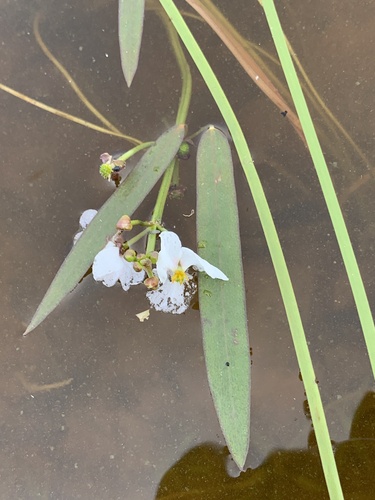 Sagittaria natans, photograph 4