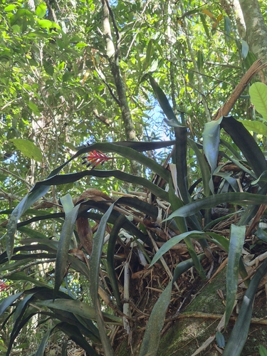 Quesnelia liboniana