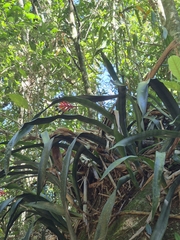 Quesnelia liboniana