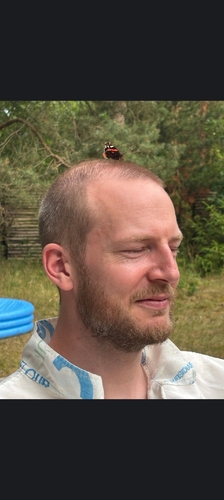 Red Admiral