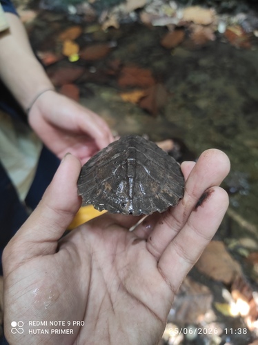 Asian Leaf Turtle
