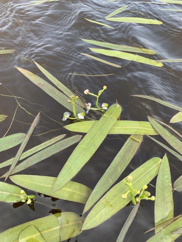 Sagittaria natans, photograph 2