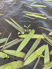 Sagittaria natans, photograph (c) Valerii Glazunov, some rights reserved (CC BY)