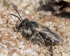 Andrena erythronii