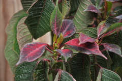 Euphorbia