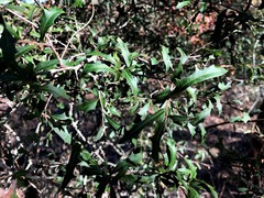 Alectryon diversifolius