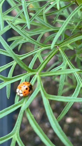 Asian Lady Beetle