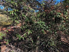 Alectryon diversifolius