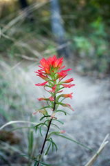 Castilleja bryantii