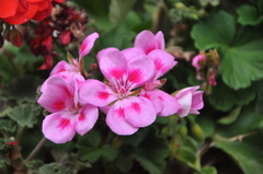Pelargonium × hybridum