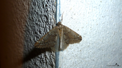 Alsophila aescularia