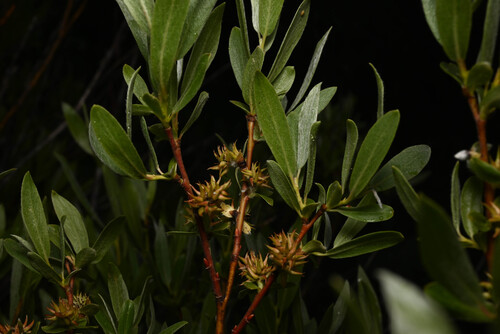 Salix wolfii var. wolfii