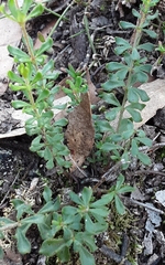 Tetratheca bauerifolia