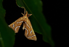 Panotima angularis