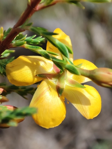 Hypericum laricifolium, photograph 5