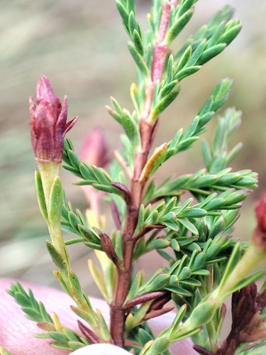Hypericum laricifolium, photograph 6