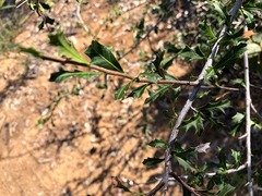 Alectryon diversifolius