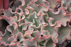 Echeveria