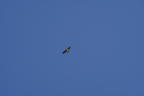 Red-tailed Hawk