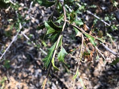 Alectryon diversifolius