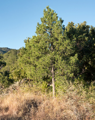 Pinus cembroides lagunae