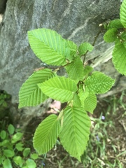 Carpinus betulus