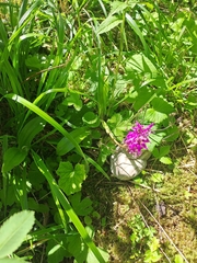 Early Purple Orchid