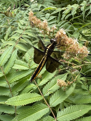 Widow Skimmer