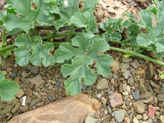 Cucumis cinereus