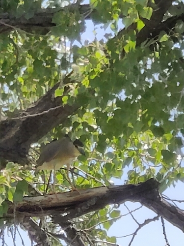 Black-crowned Night Heron