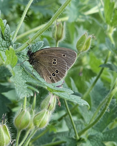 Ringlet