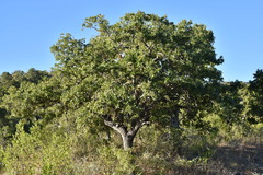 Quercus tuberculata