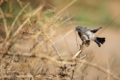 Blackstart (Oenanthe melanura), photo 3