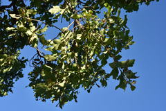 Quercus tuberculata