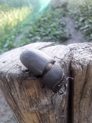 Lesser Stag Beetle