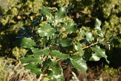 Quercus tuberculata